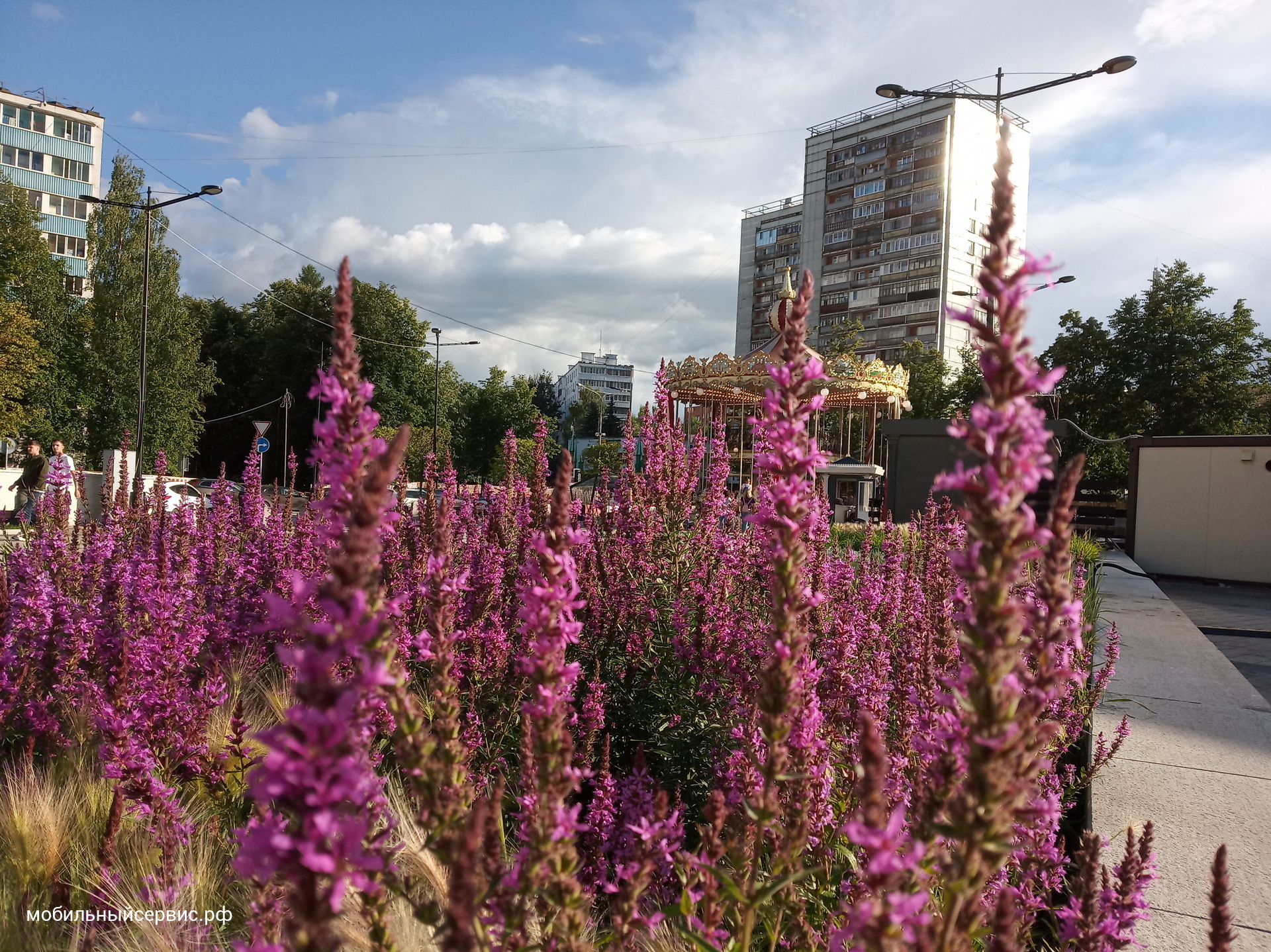 Фотография днём на Xiaomi Redmi 6